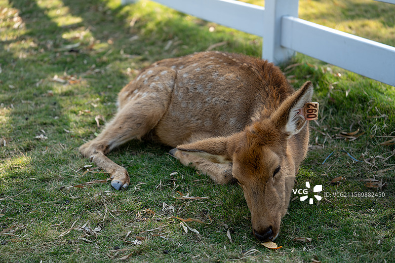 在马岭观花植物园内的小鹿鹿图片素材