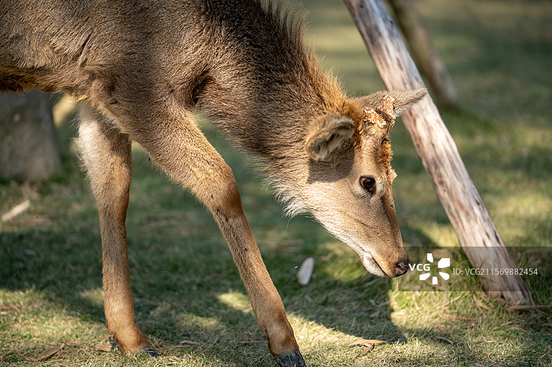 在马岭观花植物园内的小鹿鹿图片素材