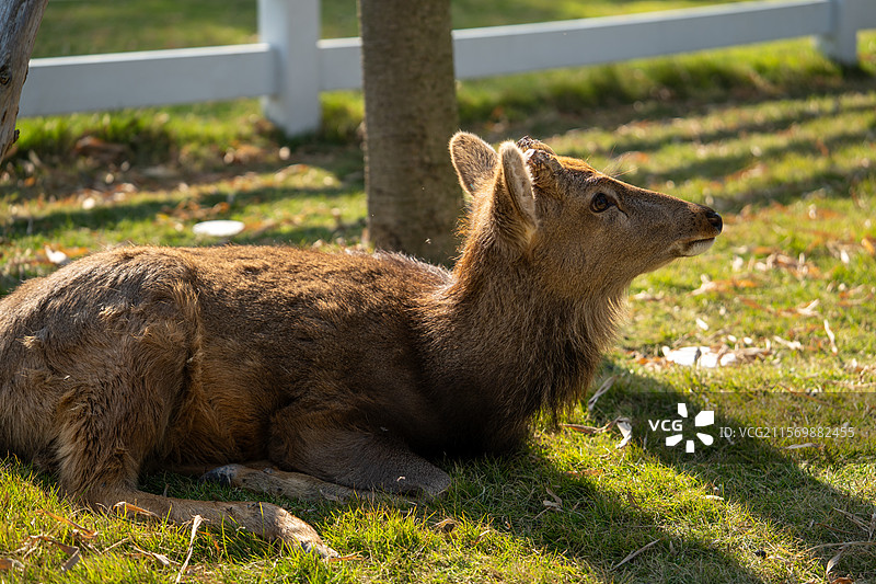 在马岭观花植物园内的小鹿鹿图片素材