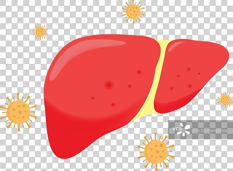 带有病毒的人类肝脏图片素材