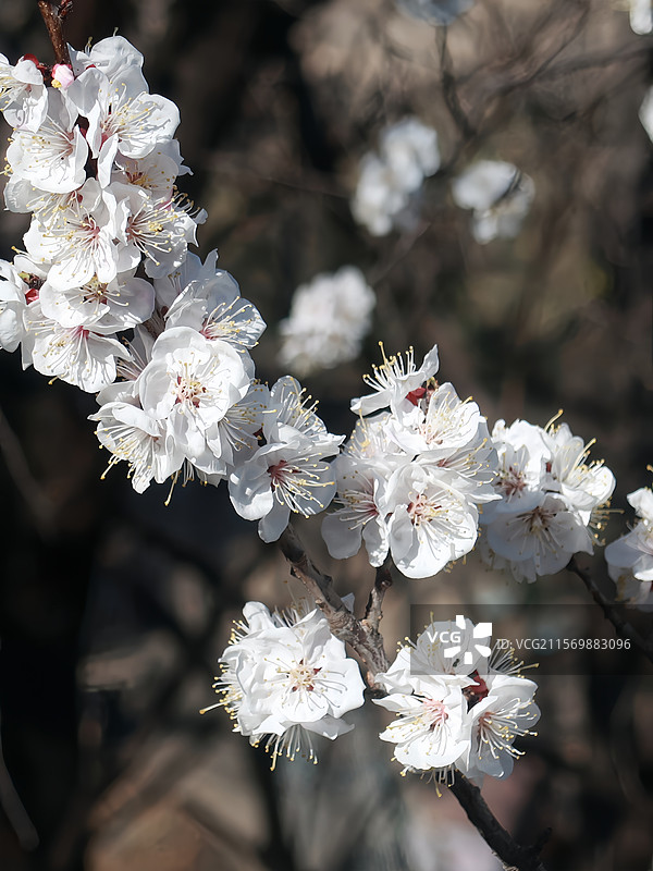 居庸关长城春天的桃花图片素材