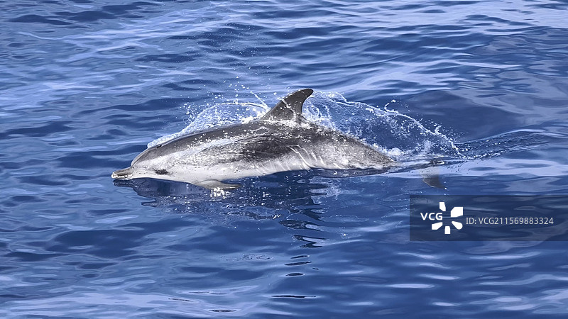 大西洋钻出海面的海豚图片素材