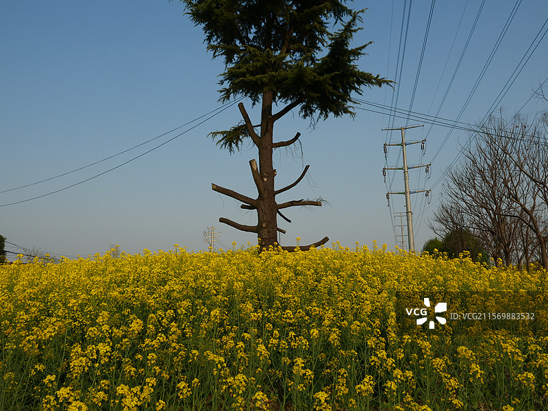 泰州的油菜花图片素材