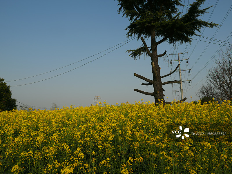 泰州的油菜花图片素材