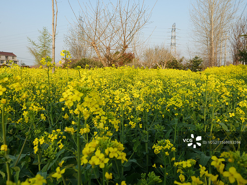 泰州的油菜花图片素材