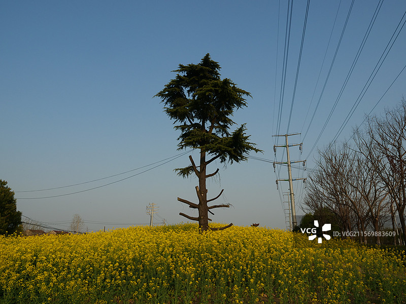 泰州的油菜花图片素材