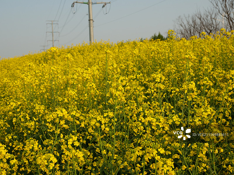 泰州的油菜花图片素材