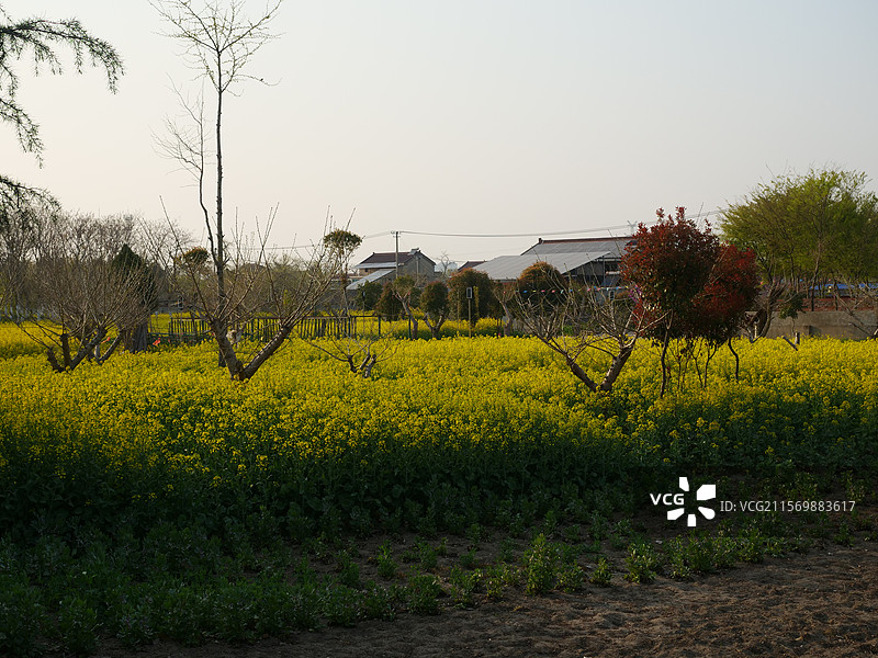 泰州的油菜花图片素材