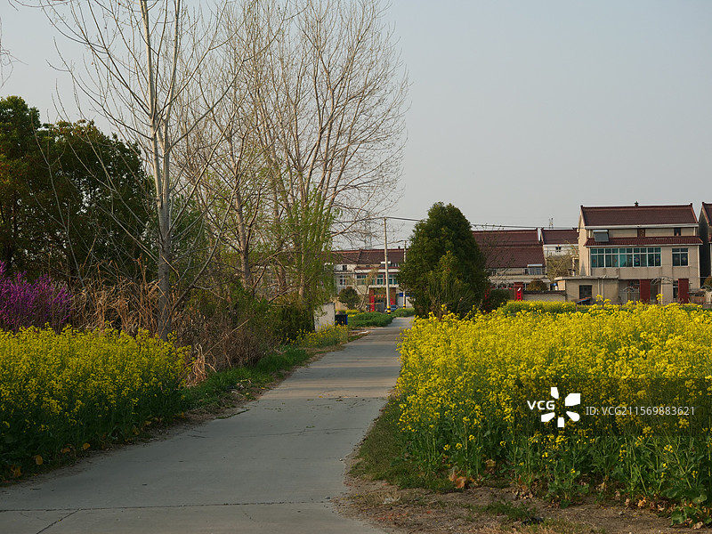 泰州的油菜花图片素材