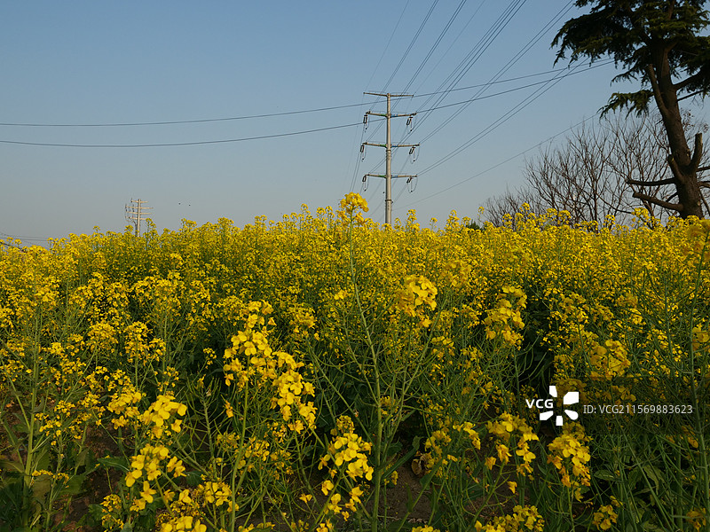 泰州的油菜花图片素材