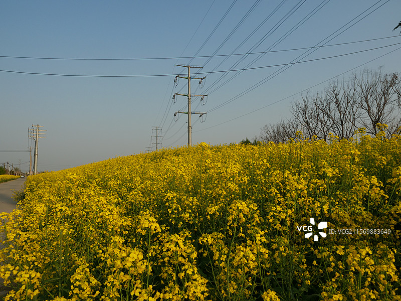 泰州的油菜花图片素材