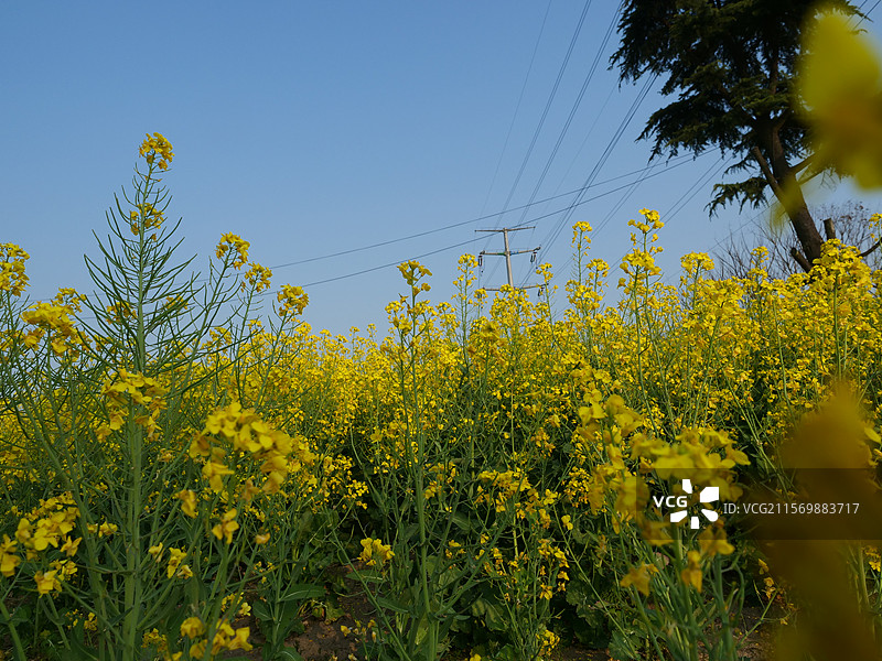 泰州的油菜花图片素材