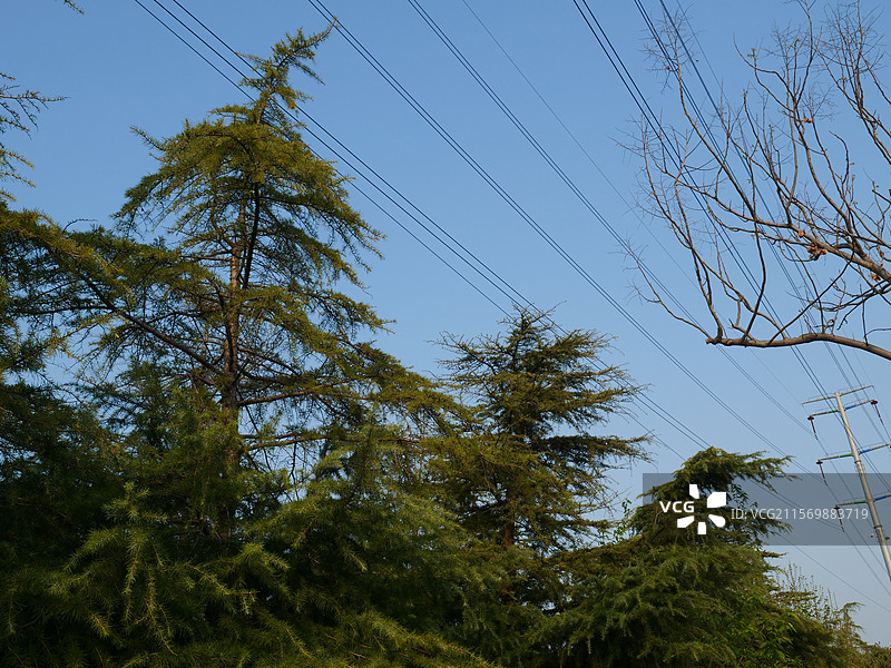泰州的油菜花图片素材
