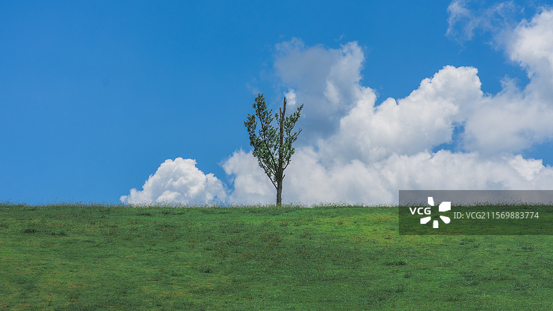 孤独的树图片素材