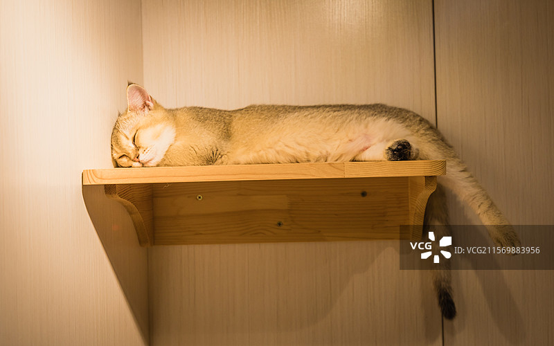 安静入睡的可爱猫咪图片素材