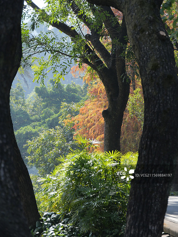 森林中生长的各种树木图片素材