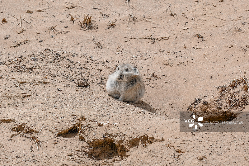 高原鼠兔 可可西里自然保护区图片素材