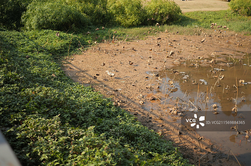 公园里的藕塘湿地图片素材