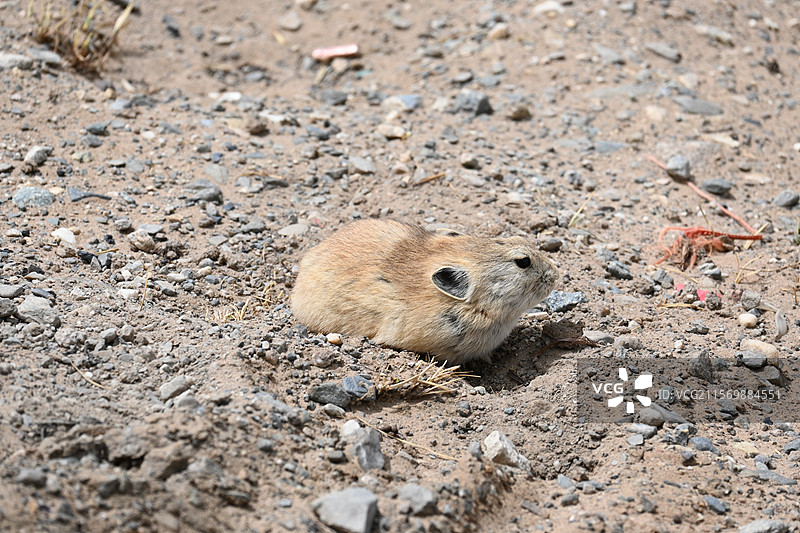 高原鼠兔 青藏高原可可西里图片素材