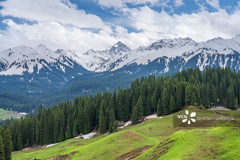 新疆伊犁库尔德宁景区雪岭云杉森林雪山草场图片素材