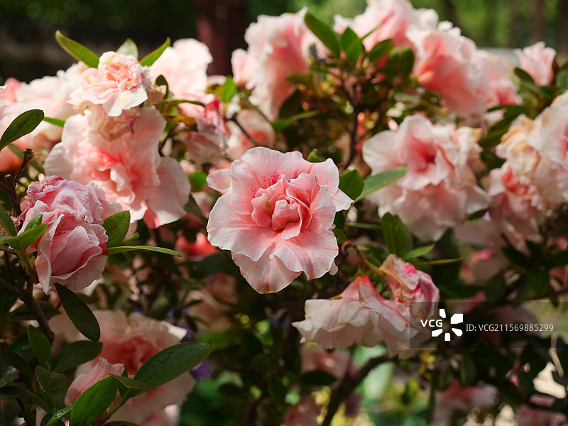 无锡惠山古镇的春色图片素材