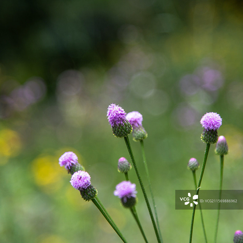 泥胡菜花头图片素材