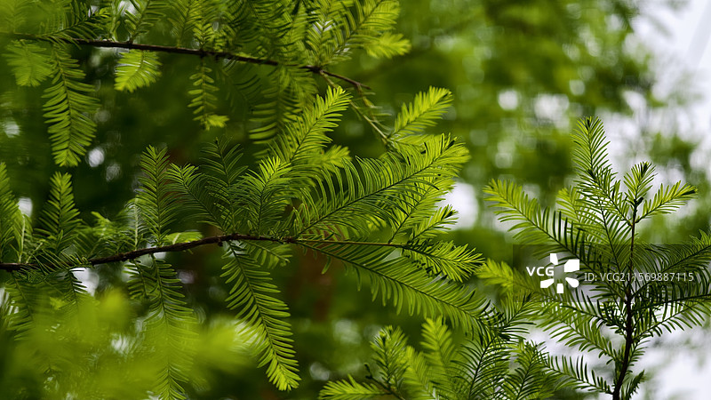 绿色杉树叶子特写图片素材