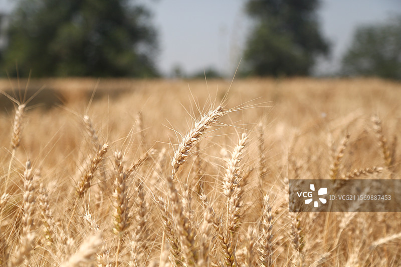 小麦 麦田 小麦收割 收割机 风吹麦浪 金色麦浪麦田图片素材