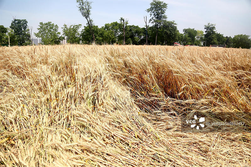 小麦 麦田 小麦收割 收割机 风吹麦浪 金色麦浪麦田图片素材