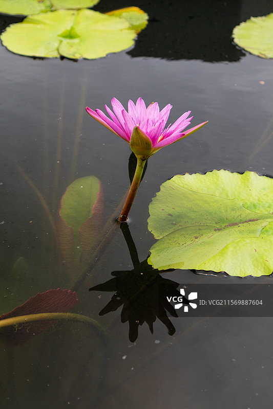 莫奈花园睡莲东方红莲花夏日池塘图片素材