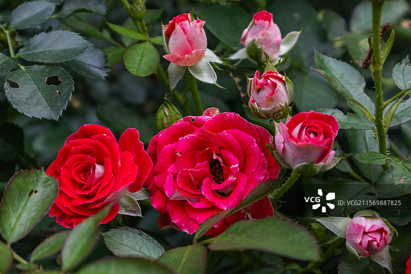 玫瑰花园月季一景图片素材