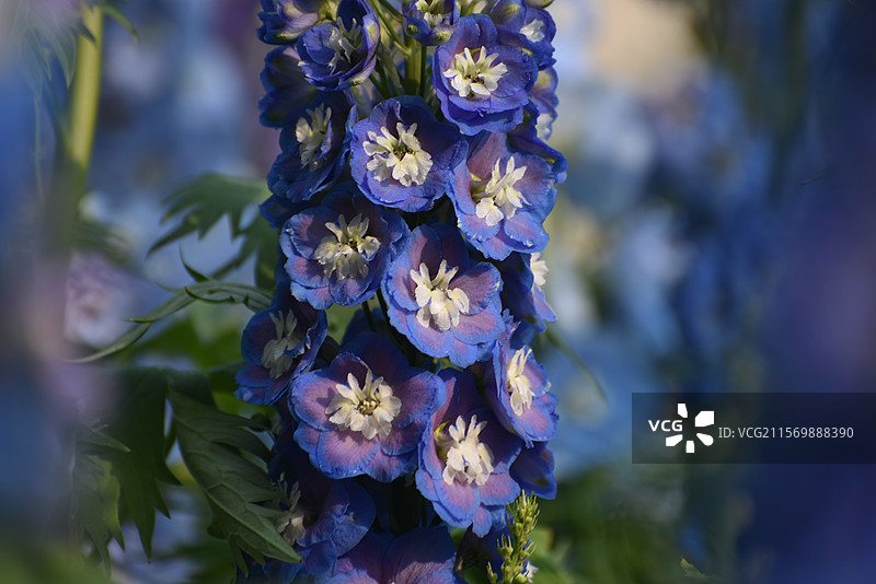 大花飞燕草 花语：轻盈、自由、淡雅、正义、梦想图片素材