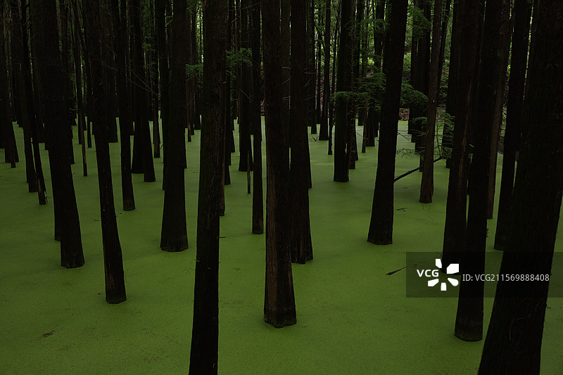 杭州青山湖水上森林图片素材