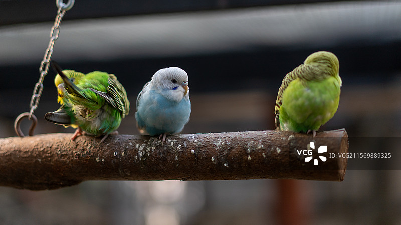 白云山山顶广场 鸣春谷内的鹦鹉图片素材