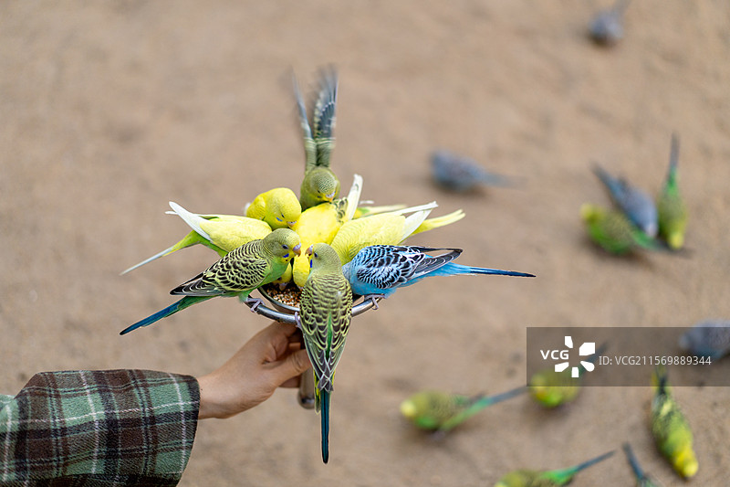 白云山山顶广场 鸣春谷内的鹦鹉图片素材