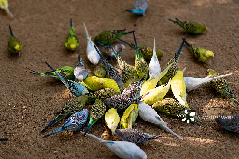 白云山山顶广场 鸣春谷内的鹦鹉图片素材