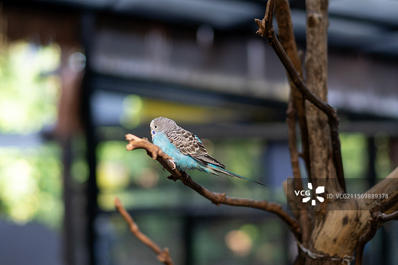 白云山山顶广场 鸣春谷内的鹦鹉图片素材