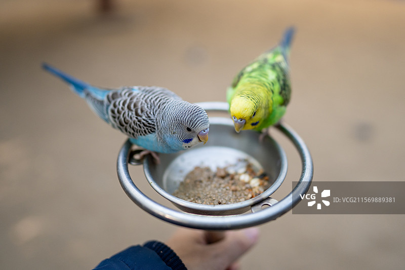 白云山山顶广场 鸣春谷内的鹦鹉图片素材