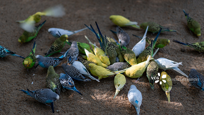 白云山山顶广场 鸣春谷内的鹦鹉图片素材