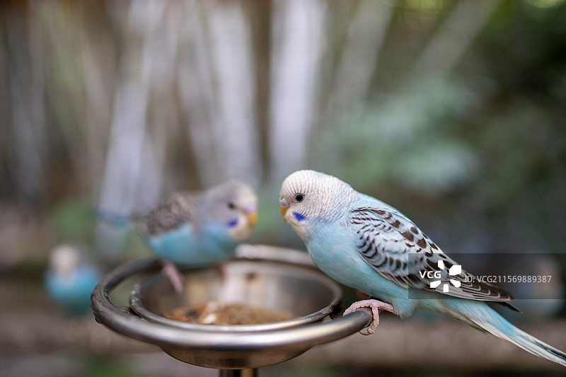 白云山山顶广场 鸣春谷内的鹦鹉图片素材