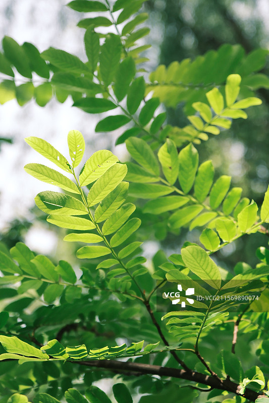 阳光透过树叶图片素材