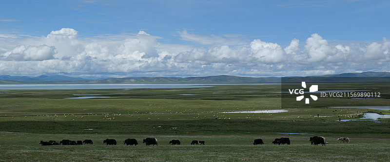蓝天白云草地牛羊图片素材