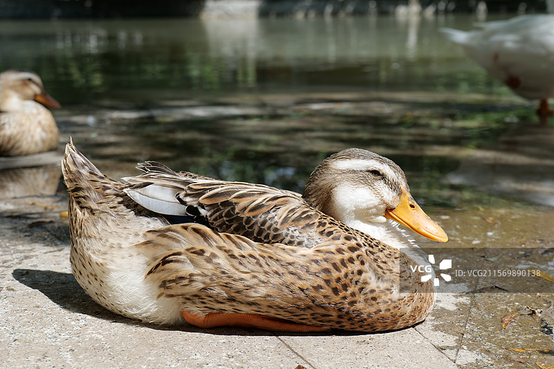 坐着的鸭子图片素材