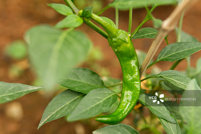 有机蔬菜樟树港辣椒图片素材