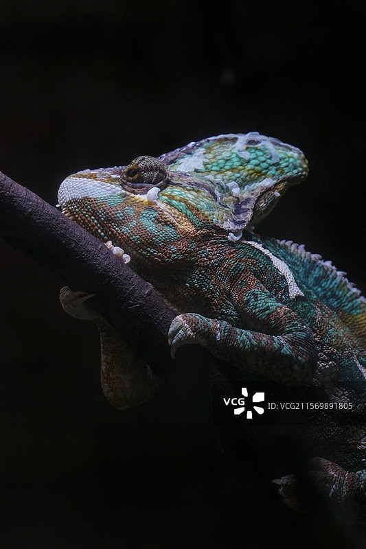 红山动物园高冠变色龙图片素材