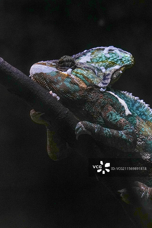 红山动物园高冠变色龙图片素材