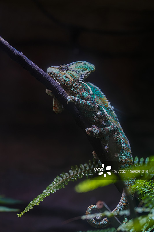 红山动物园高冠变色龙图片素材