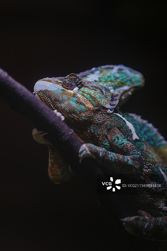 红山动物园高冠变色龙图片素材