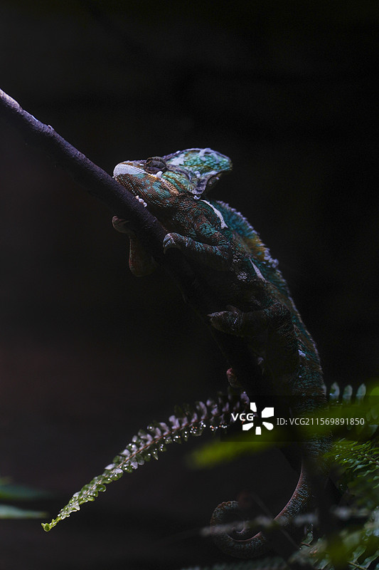 红山动物园高冠变色龙图片素材