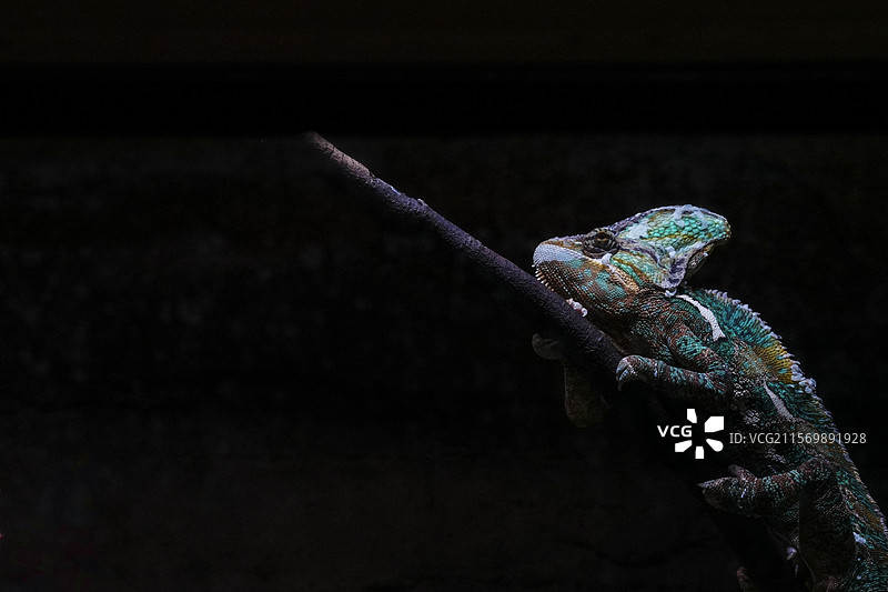 红山动物园高冠变色龙图片素材